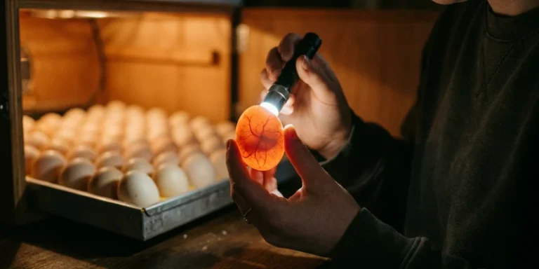 How to Incubate Chicken Eggs